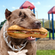 Image for article titled Onlookers Scream As Pit Bull Clamp’s Down On Child’s Hoagie